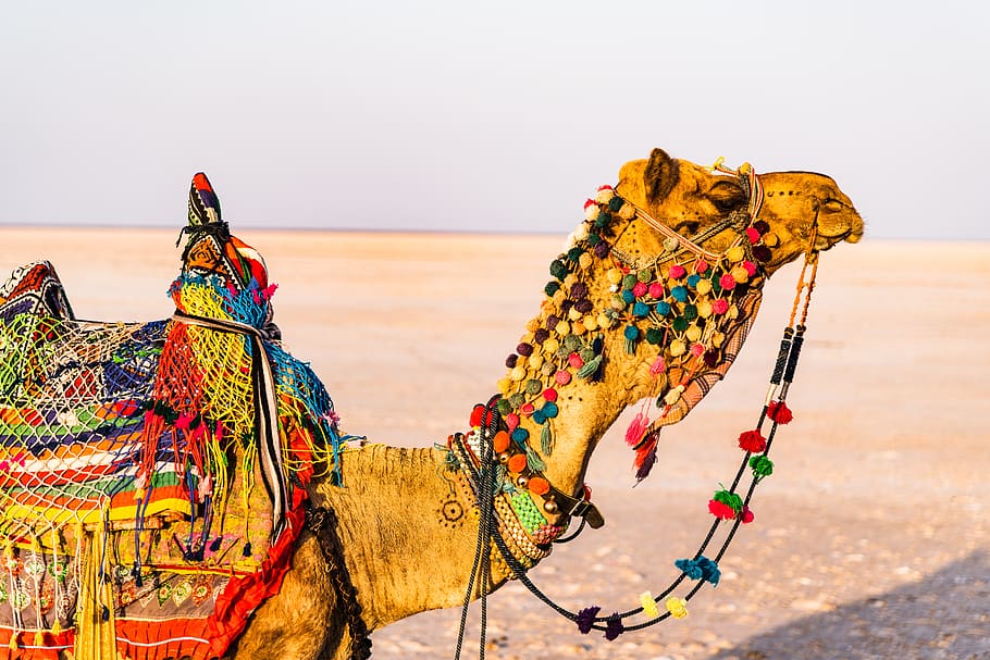 Festival at Rann of Kutch